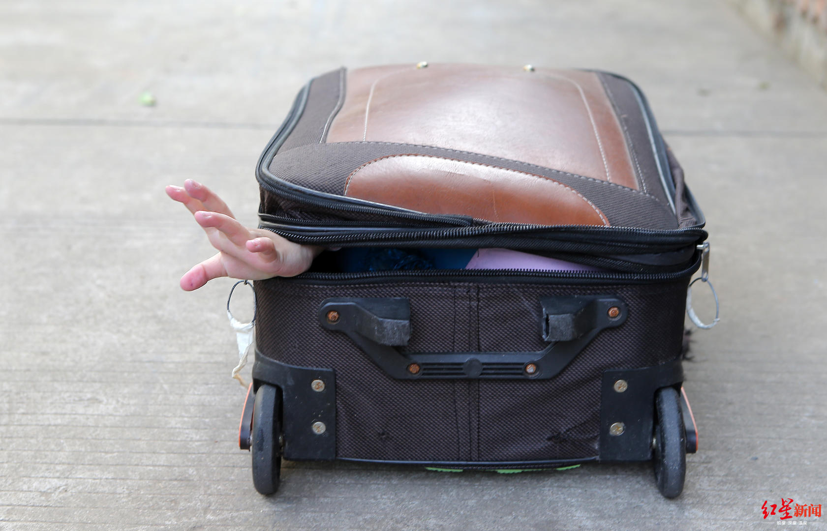 能钻进行李箱,下腰叼花可挑战吉尼斯