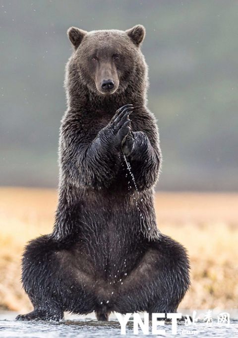 瑜伽熊"功夫"了得!摄影师抓拍阿拉斯加灰熊后腿直立做瑜伽