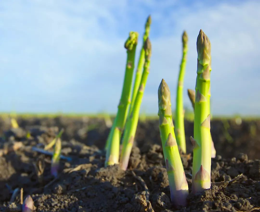 沙苑芦笋(沙地芦笋怎么做)