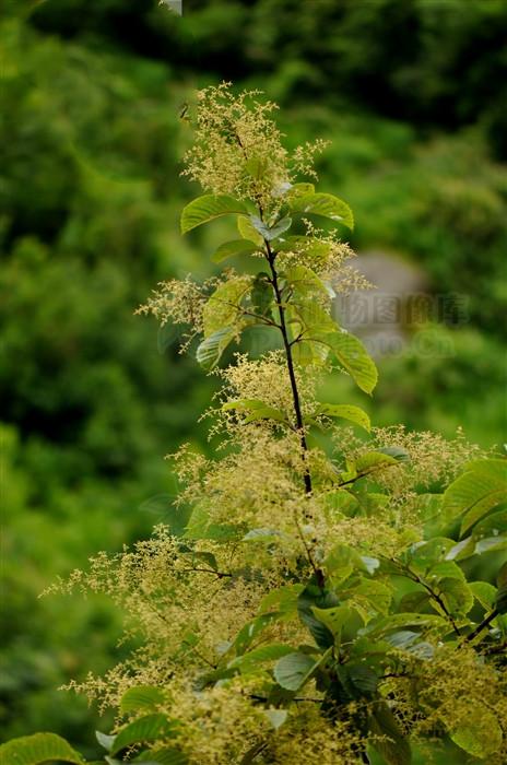 降龙木见过吗治毒蛇咬伤