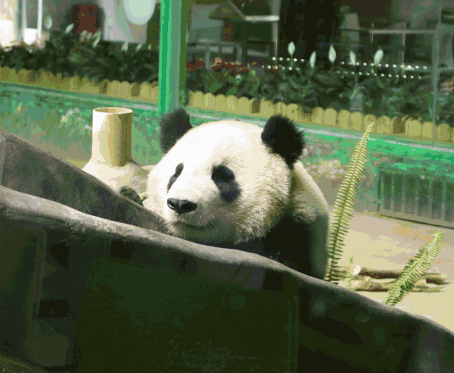 团圆国宝,幸福有礼月饼窝窝头好吃到飞起一年一度中秋欢乐时怎么能少