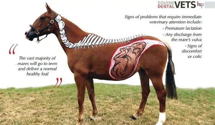 孕马尿液年销售额超20亿美元.