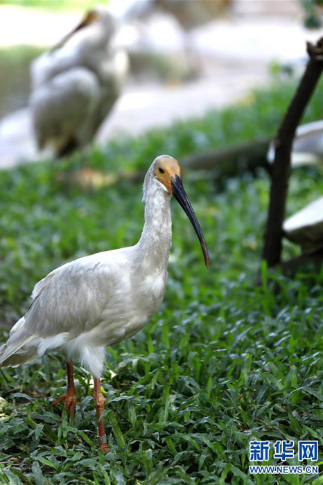 广东长隆华南珍稀野生动物物种保护中心自2011年开始引进朱鹮进行人工
