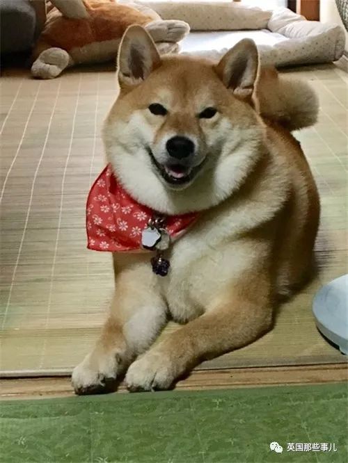 小动物冬天也会变肥人家只是穿个貂儿不像你们胖了就是真胖
