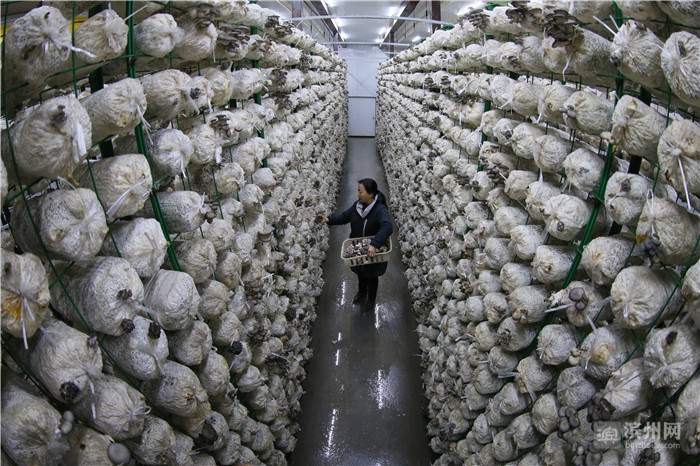 外面的欢声笑语,黑平菇智能生产基地内,正在劳动的工作人员.