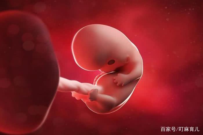 11周胎儿有多大图片