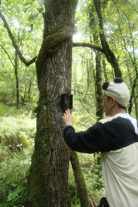 工作人员穿着熊猫伪装服在野外安装调试红外触发相机可是距离远了,"听