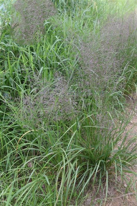 知风草,见过吗?具有活血散瘀的功效