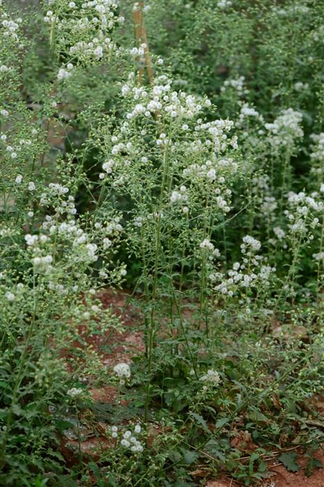 别名牛耳草,员钟黄,水马胎,赶风茜,牛耳三稔,飞山虎,羊耳三稔.