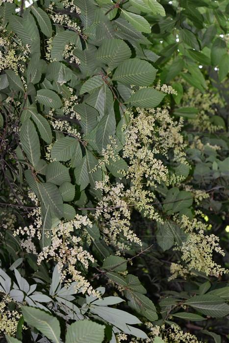 降龙木见过吗治毒蛇咬伤