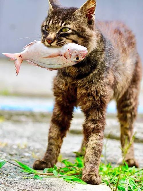 网友拍到一只猫在河边抓到一条鱼,全程霸气得不得了,感受下.