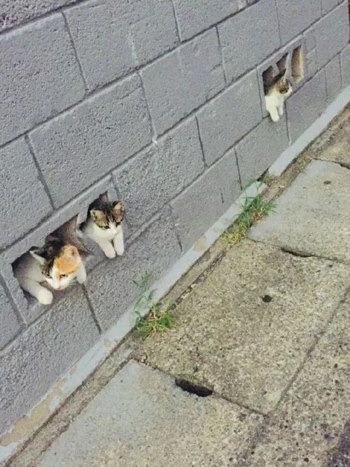 推主拍到几只小奶猫在墙洞探头探脑的67那模样简直可爱死了67