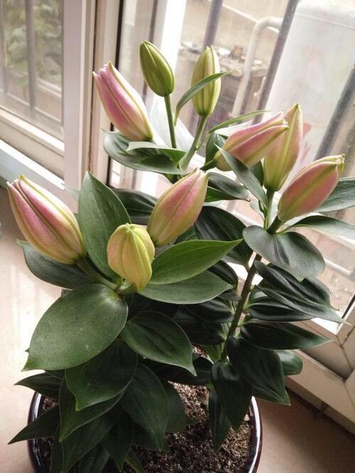 养百合花,注意"1个位置"不能放,才能顺利长爆盆,年年能开花