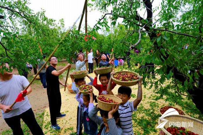 "开杆,打枣喽……"乐陵枣农打枣庆丰收(图)