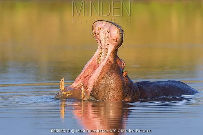 却和反刍的偶蹄目动物一样拥有结构复杂的胃,分成两个前憩室(anterior