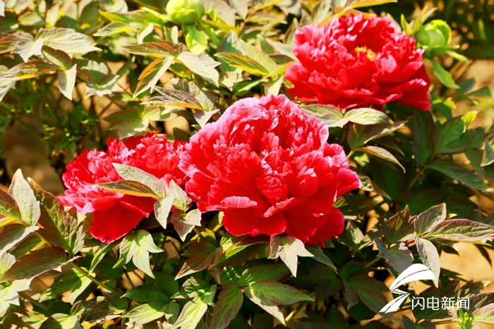 47秒|百里黄河,百里牡丹!东阿艾山牡丹花开正盛