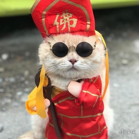 《复仇者联盟》猫咪cos "钢铁喵"一本正经卖黄瓜!