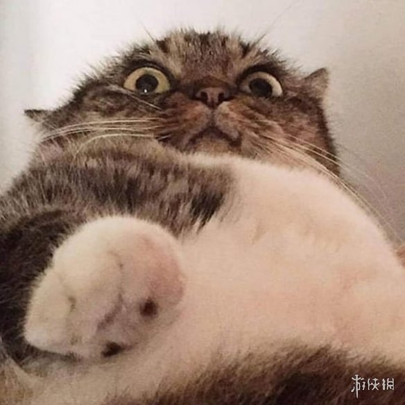 网友绘制猫咪奇葩姿势沙雕图!