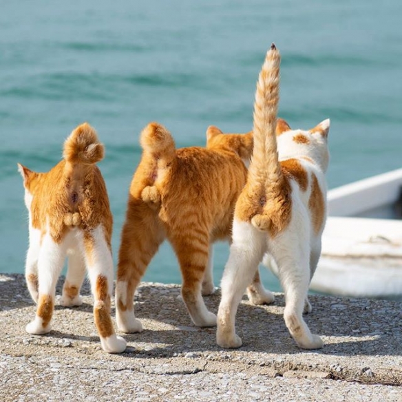 日本摄影师专拍猫咪不可描述部位 毛茸茸圆溜溜萌感十足