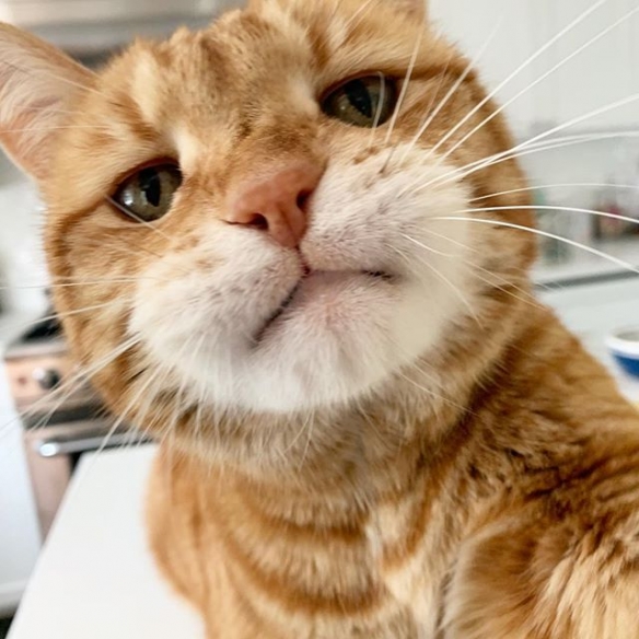 日本喵星人marley天生一副丧表情完美展现一只傲娇猫主子