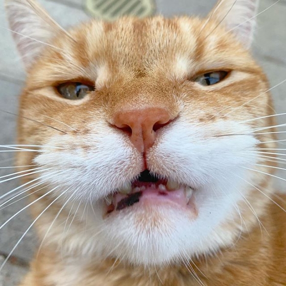 日本喵星人marley天生一副丧表情完美展现一只傲娇猫主子