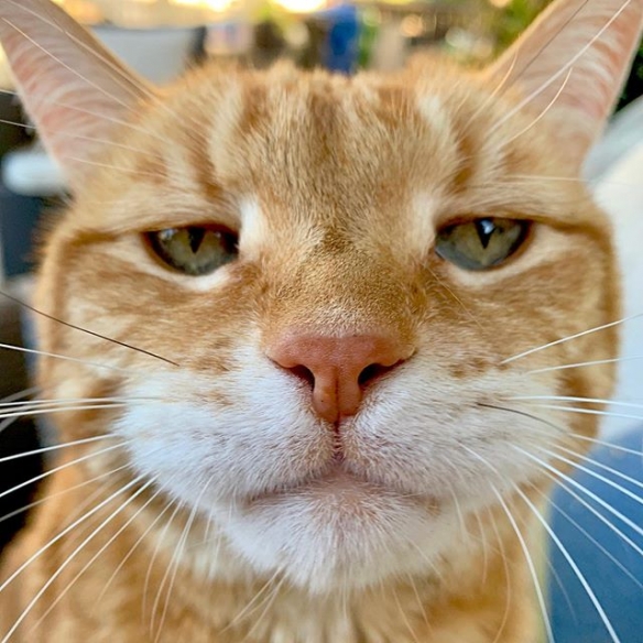 日本喵星人marley天生一副丧表情完美展现一只傲娇猫主子