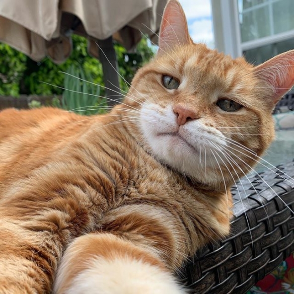 日本喵星人marley天生一副丧表情完美展现一只傲娇猫主子