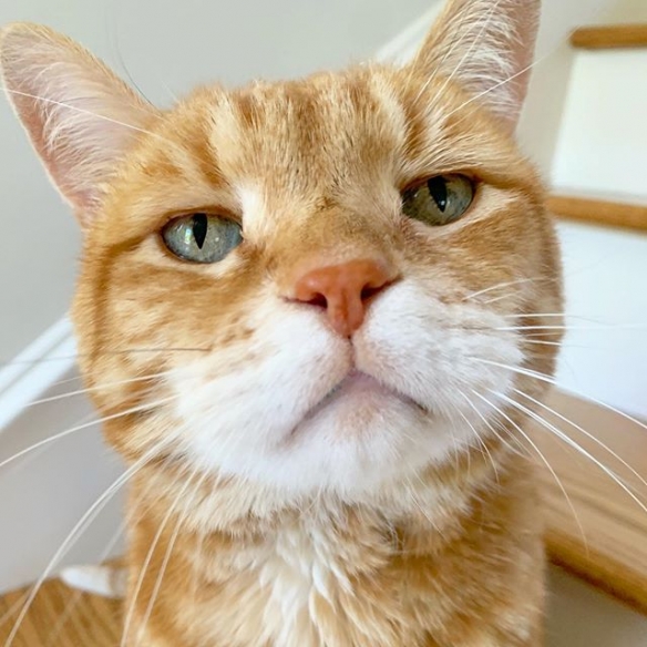 日本喵星人marley天生一副丧表情完美展现一只傲娇猫主子