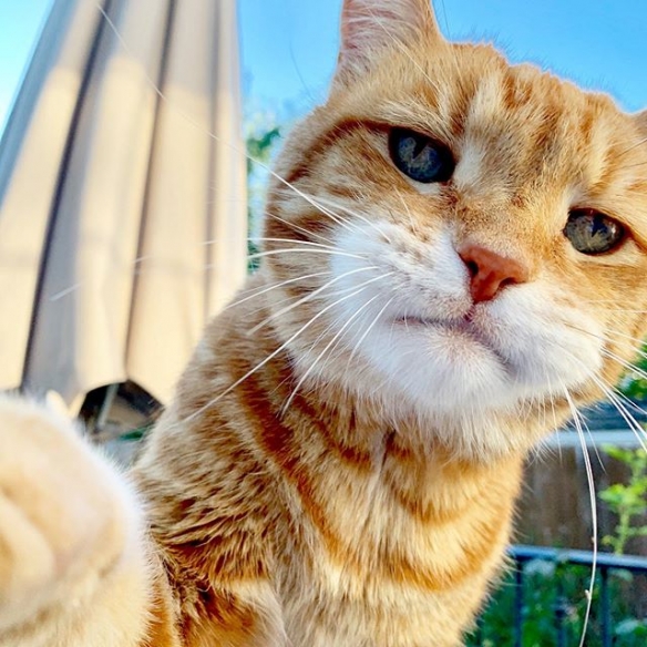 日本喵星人marley天生一副丧表情完美展现一只傲娇猫主子