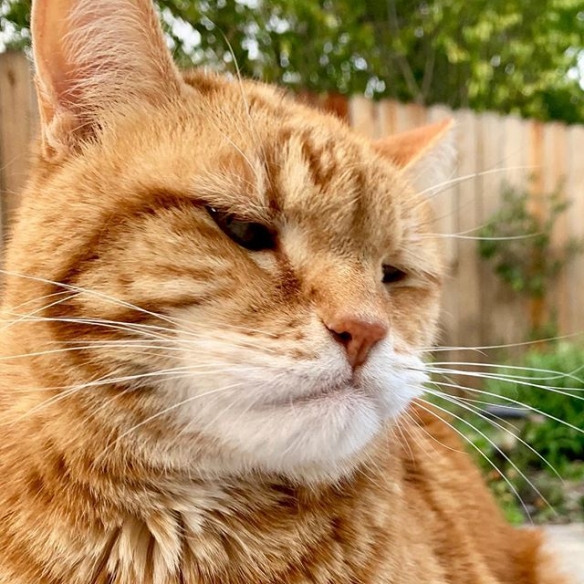 日本喵星人marley天生一副丧表情完美展现一只傲娇猫主子