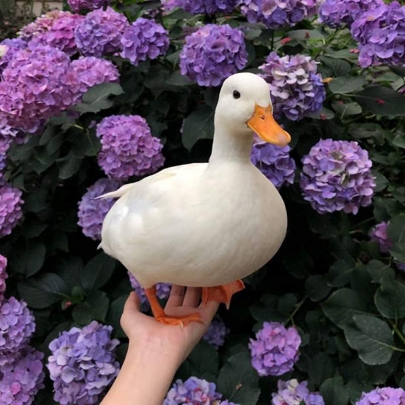 的萌照吧,不知道看完后,你是否也会萌生出养一只宠物鸭子的想法呢