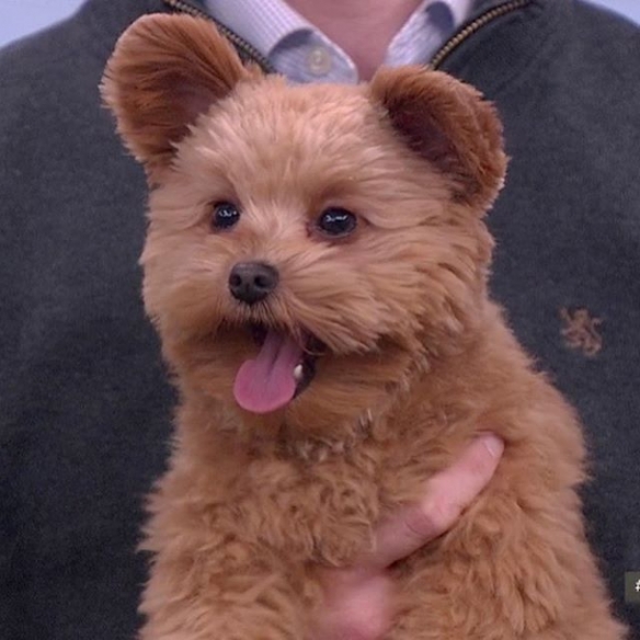 圆耳朵到底是什么物种超可爱萌宠奥力维oliver