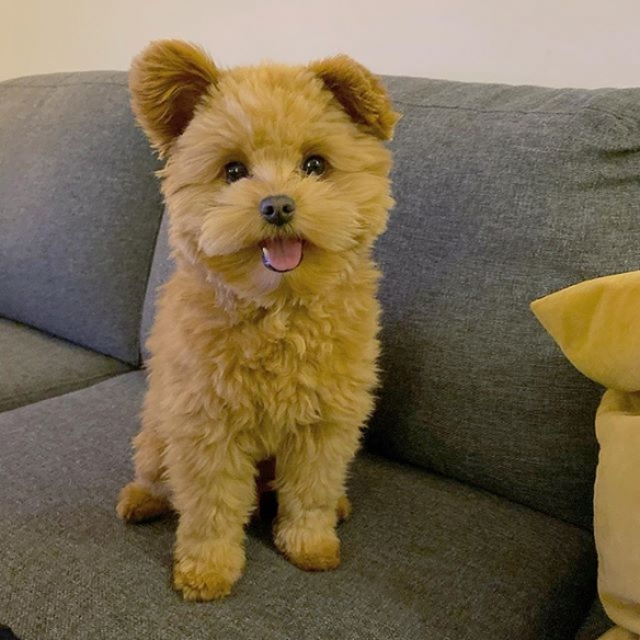 圆耳朵到底是什么物种超可爱萌宠奥力维oliver