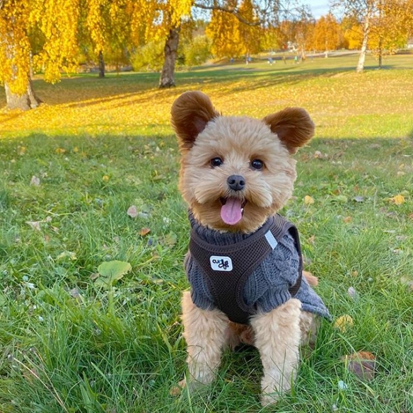 超級大耳朵的萌物「goma」,外观神似米奇,但是真身是狗狗!这
