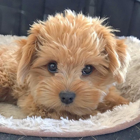 圆耳朵到底是什么物种超可爱萌宠奥力维oliver