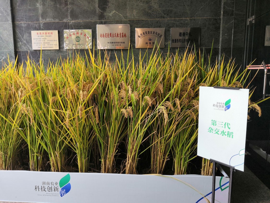 国家杂交水稻工程技术研究中心研究员调研我县盐碱地水稻示范种植情况--如东日报