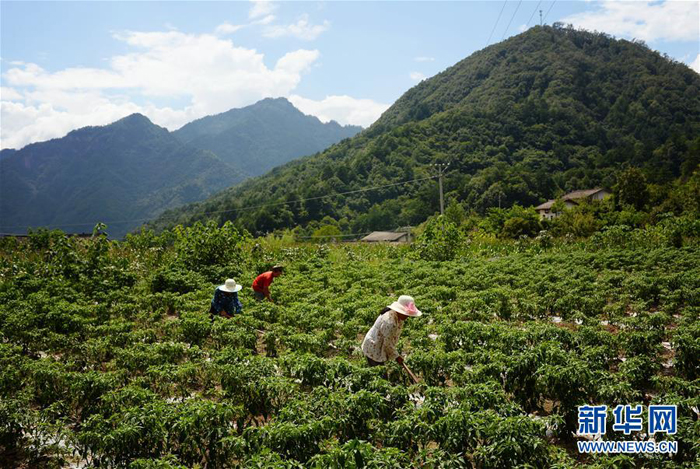 陕西宁陕把绿水青山变成贫困户的金山银山