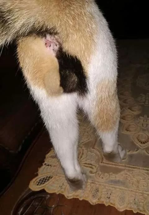 一般猫的铃铛都是纯色的,然而这只猫的铃铛的配色让人称奇.