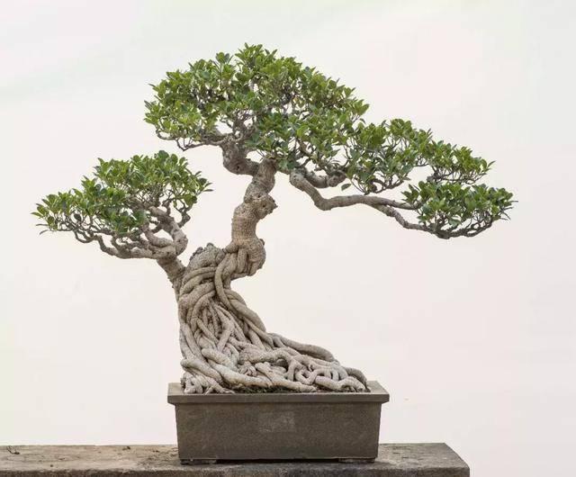 榕树很适合做盆景买一盆带回家但是朋友却说不能放卧室