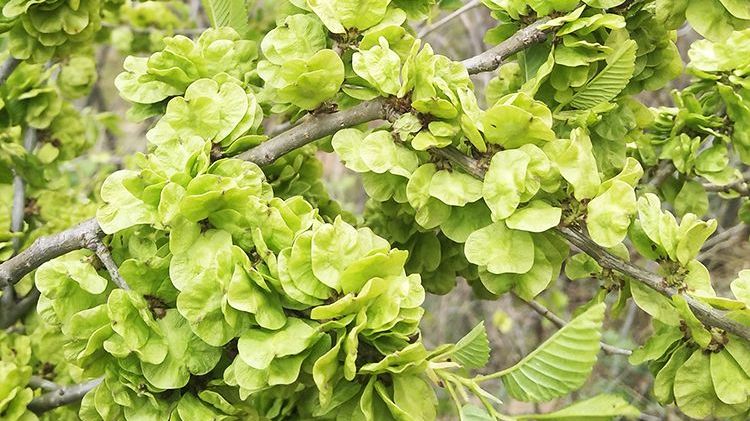 榆钱其实就是榆树花,因为形状酷似铜钱,故被叫做榆钱.