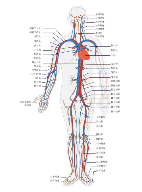 为了筛药精准科学家设计出体外3d人体血管网络