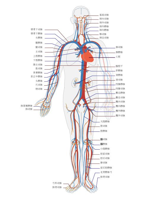 人体腰部血管分布图图片
