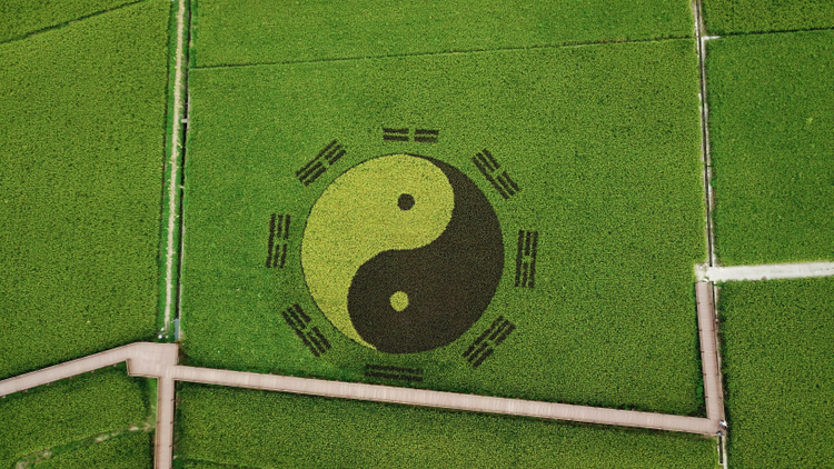 "太极八卦图"其实是通过紫色,黄色水稻和青色的水稻组合而成的.