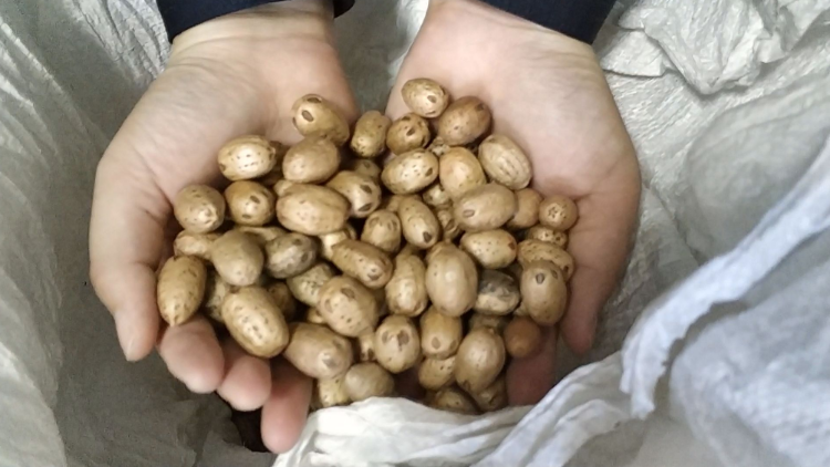 医院门口用廉价野果冒充雪参骗财北京俩诈骗团伙被打掉