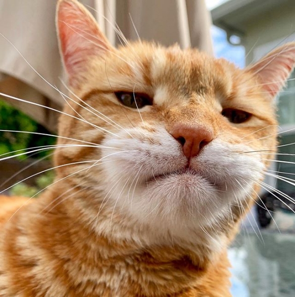 日本喵星人marley天生一副丧表情完美展现一只傲娇猫主子