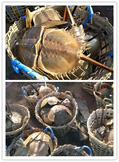 完成试验使命后,1000对成年东方鲎回到了大海