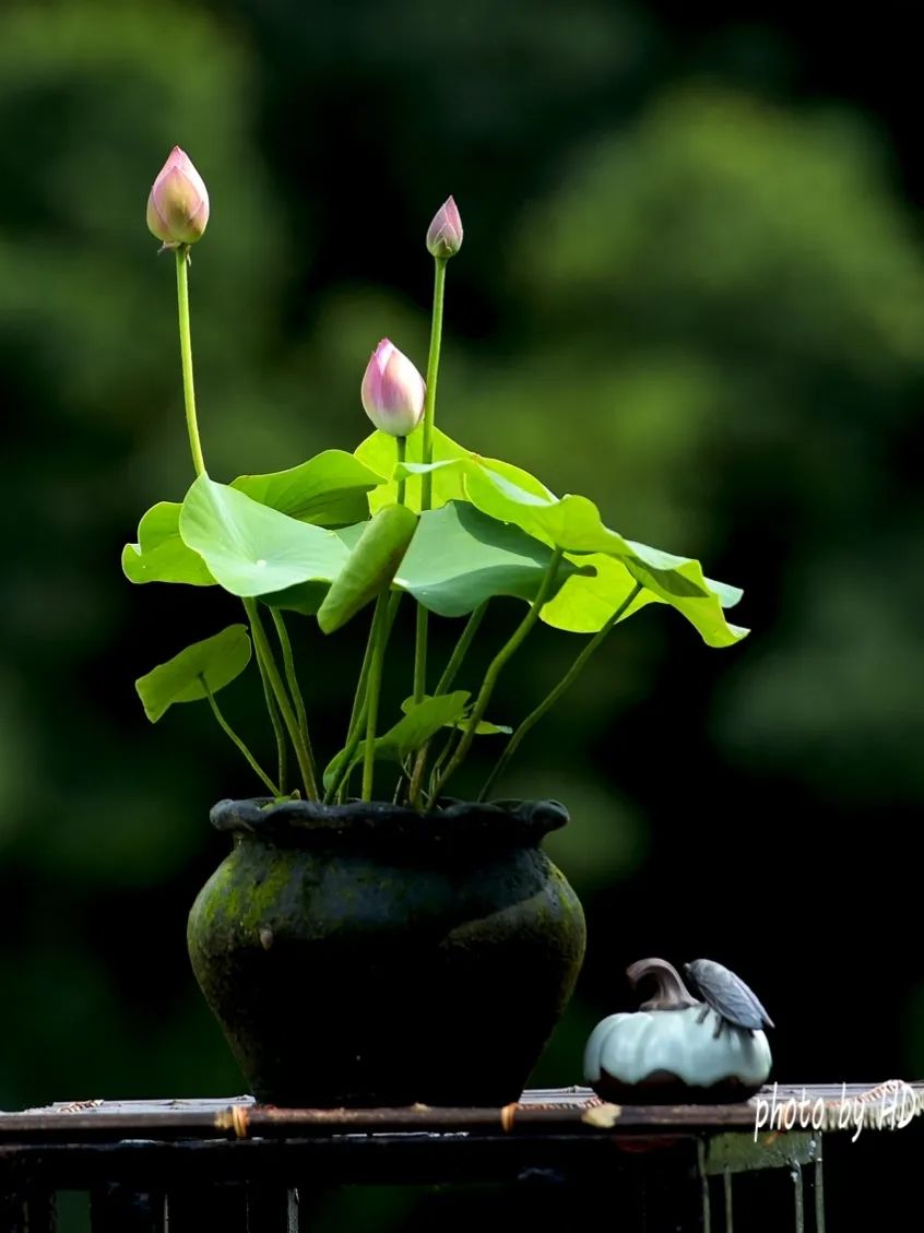 微微荷香在洪湖,来预约领取你的碗莲藕种吧!