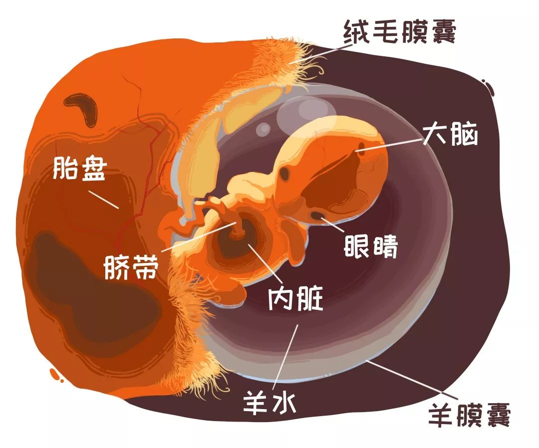 胎儿胎膜胎盘示意图图片