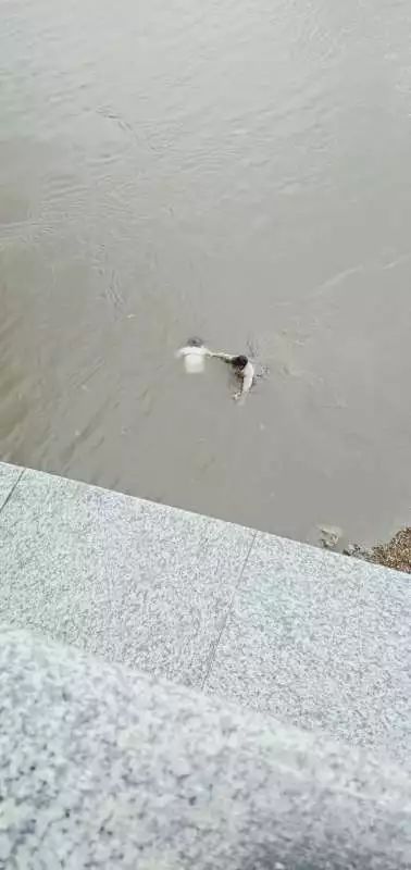 心脏按压10分钟,落水女子"死而复生"!这位哈尔滨小哥哥的施救方案,完