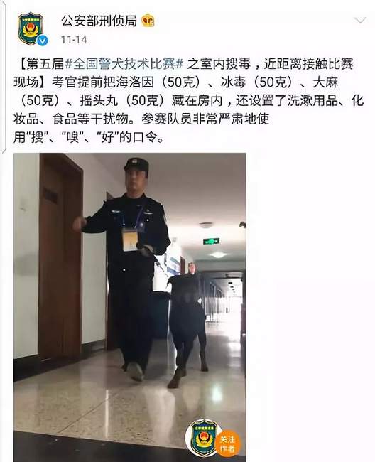 又萌又刚!警犬受伤贴创可贴走红 网友:这是男子汉的勋章!